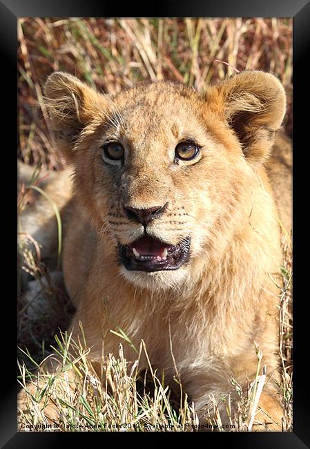 African Lion Cub Resting Framed Print by Carole-Anne Fooks