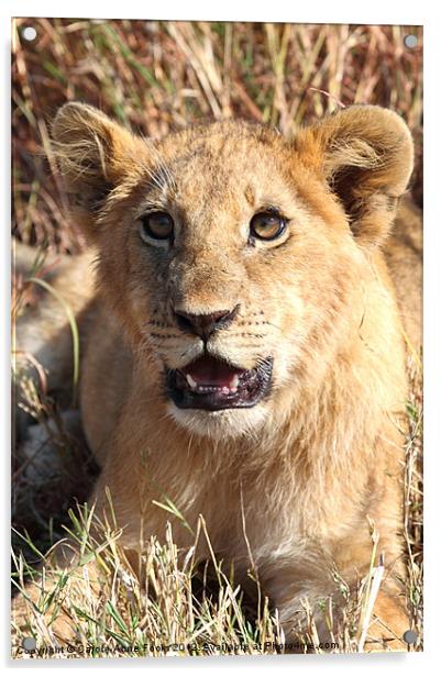 African Lion Cub Resting Acrylic by Carole-Anne Fooks