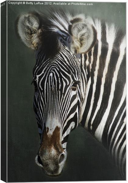 Zebra Canvas Print by Betty LaRue