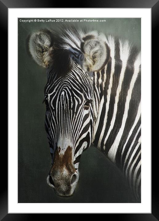 Zebra Framed Mounted Print by Betty LaRue
