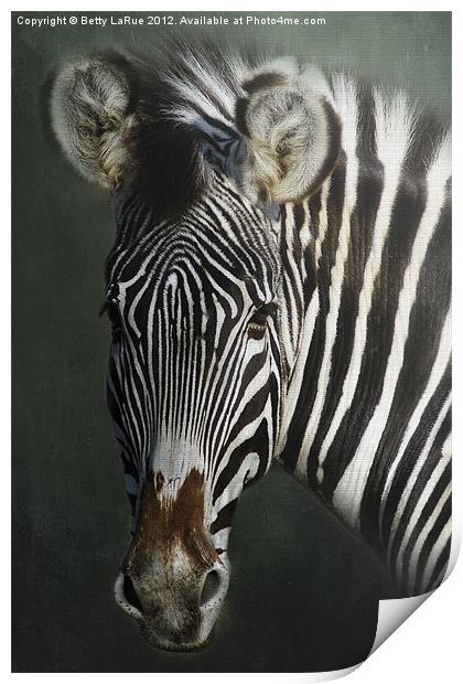 Zebra Print by Betty LaRue