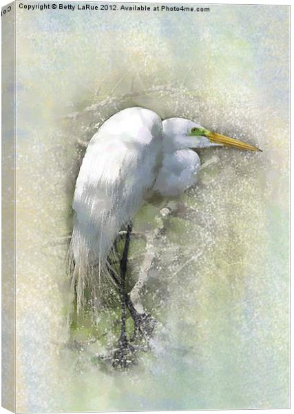 Great Egret Resting Canvas Print by Betty LaRue
