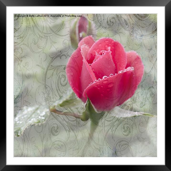 A Rose in the Rain Framed Mounted Print by Betty LaRue