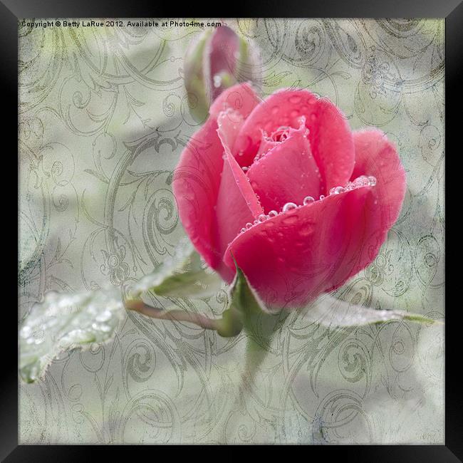 A Rose in the Rain Framed Print by Betty LaRue