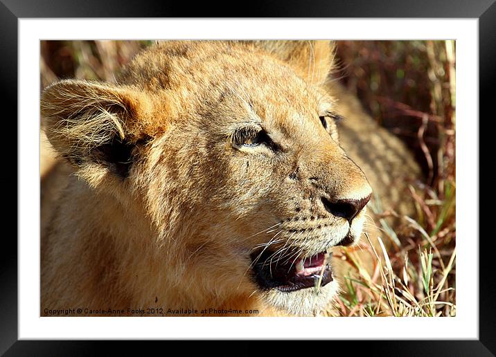 African Lion Cub Portrait Framed Mounted Print by Carole-Anne Fooks