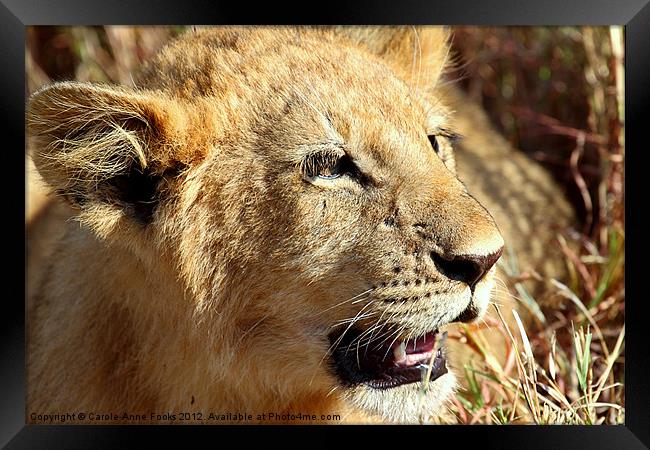 African Lion Cub Portrait Framed Print by Carole-Anne Fooks