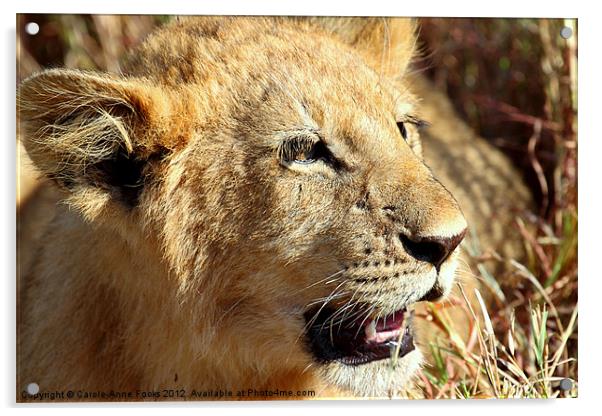 African Lion Cub Portrait Acrylic by Carole-Anne Fooks