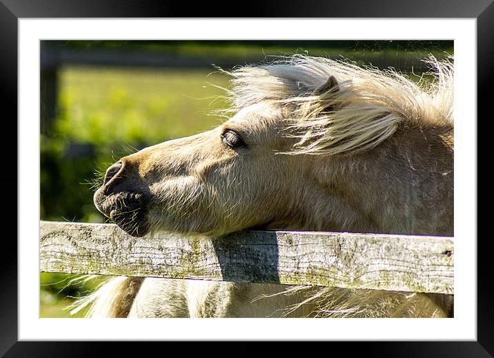 Dozing Horse Framed Mounted Print by richard downes