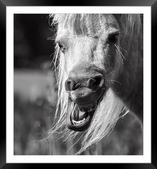 Horsing Around Framed Mounted Print by richard downes