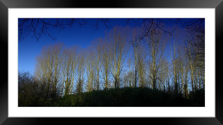 Woodland in Norfolk with Blue Sky Framed Mounted Print by John Boekee