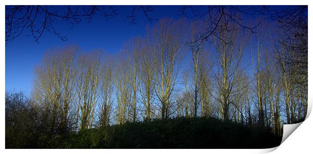 Woodland in Norfolk with Blue Sky Print by John Boekee