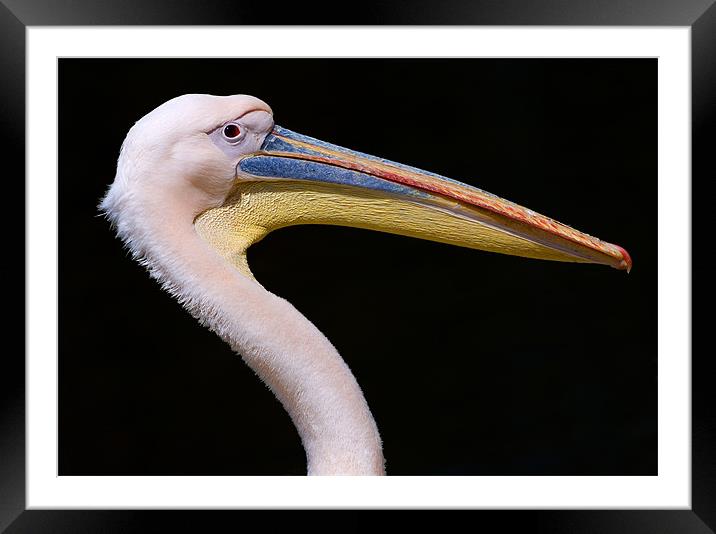 Pink Pelican Framed Mounted Print by Eyal Nahmias