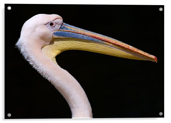 Pink Pelican Acrylic by Eyal Nahmias