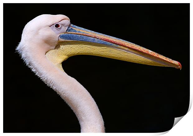 Pink Pelican Print by Eyal Nahmias