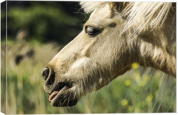 Sticking his tongue out. Canvas Print by richard downes