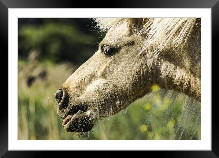 Sticking his tongue out. Framed Mounted Print by richard downes