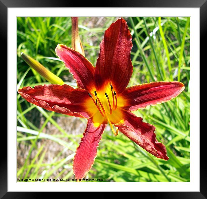 Delightful Lily Framed Mounted Print by Susan Medeiros