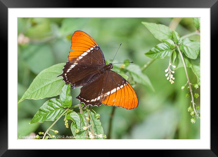 rusty tipped page butterfly Framed Mounted Print by Craig Lapsley