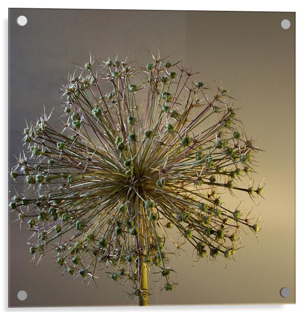 Allium Seed Acrylic by Alan Pickersgill