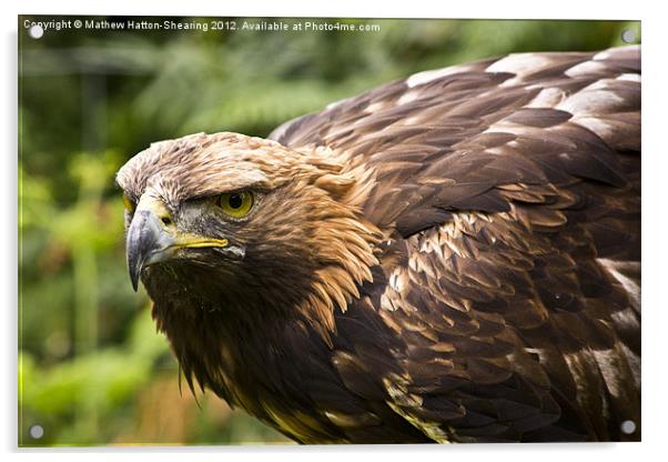Golden Eagle Acrylic by Mathew Hatton-Shearing
