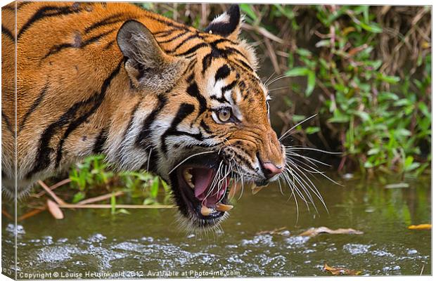 Angry Tiger Canvas Print by Louise Heusinkveld