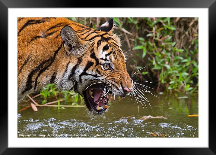 Angry Tiger Framed Mounted Print by Louise Heusinkveld
