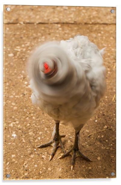 Headless Chicken Acrylic by Jonathan Swetnam