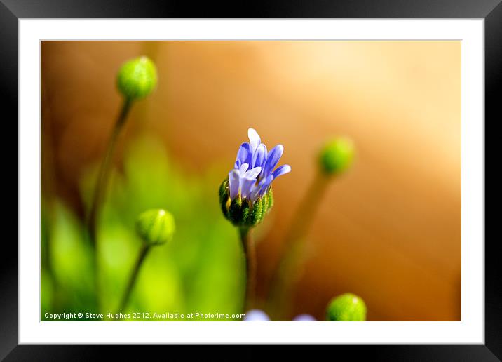 About to Burst into flower Framed Mounted Print by Steve Hughes