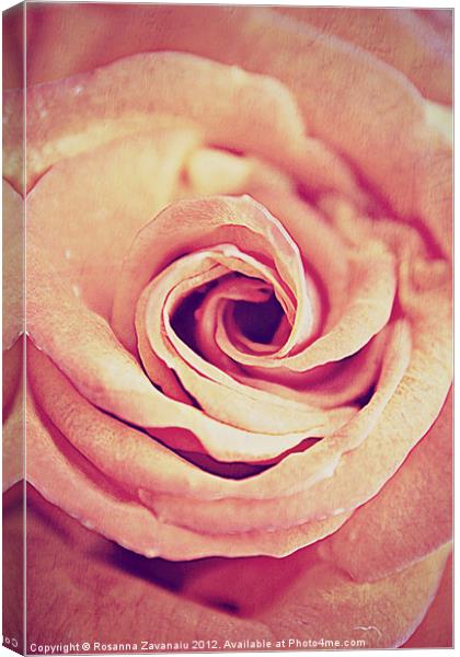 Rose Swirl Delicate. Canvas Print by Rosanna Zavanaiu