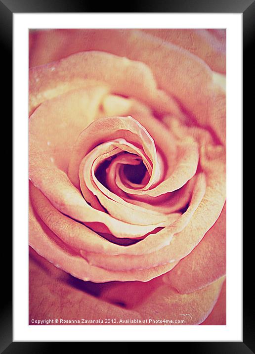 Rose Swirl Delicate. Framed Mounted Print by Rosanna Zavanaiu