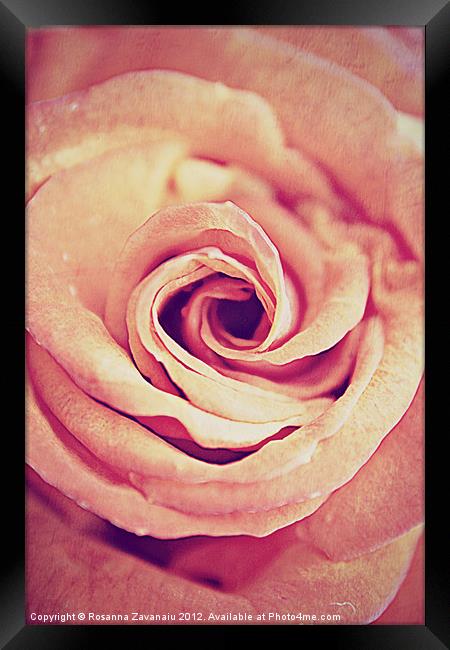 Rose Swirl Delicate. Framed Print by Rosanna Zavanaiu