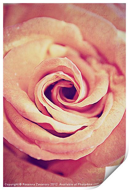 Rose Swirl Delicate. Print by Rosanna Zavanaiu