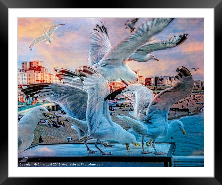 Seagulls on Brighton Pier Framed Mounted Print by Chris Lord
