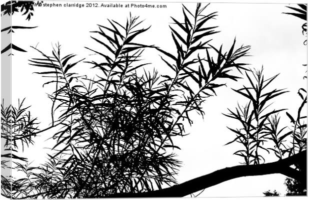 Tree branch silhouette Canvas Print by stephen clarridge
