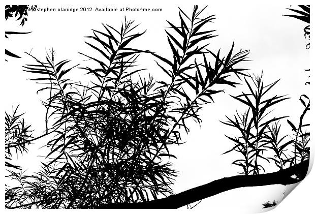Tree branch silhouette Print by stephen clarridge