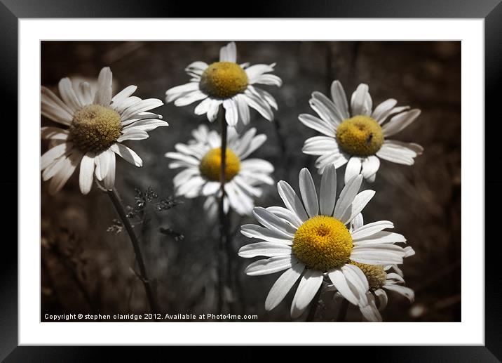oxeye daisy's Framed Mounted Print by stephen clarridge