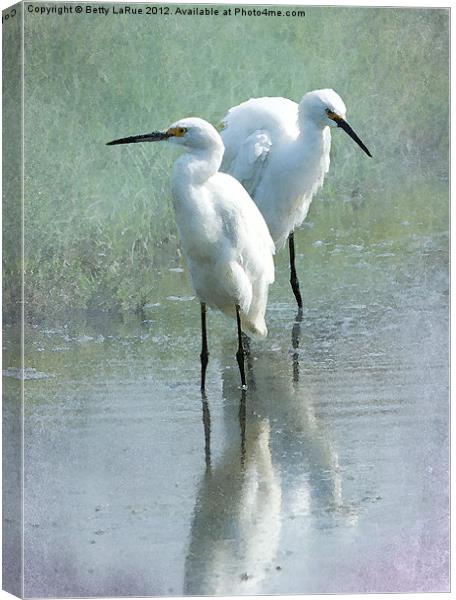 Great Egrets Wading Canvas Print by Betty LaRue
