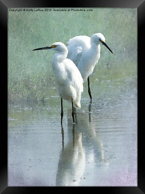Great Egrets Wading Framed Print by Betty LaRue