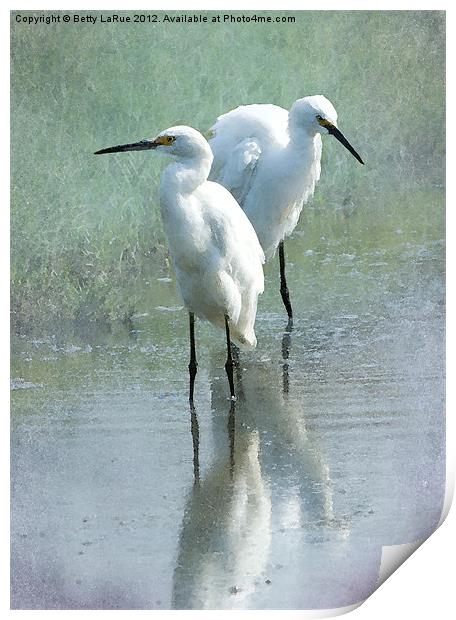 Great Egrets Wading Print by Betty LaRue
