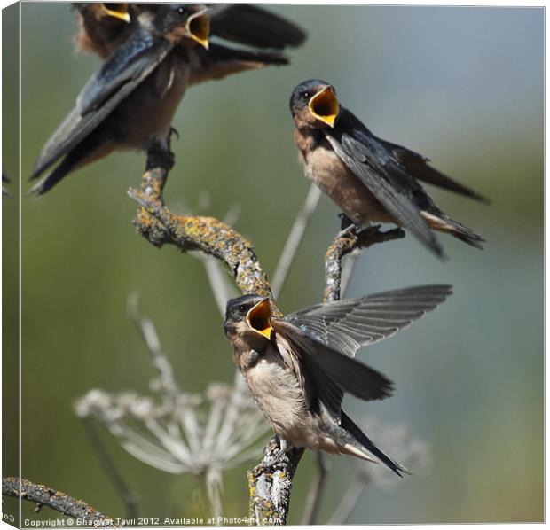 Barn Swallow babies asking for food.... Canvas Print by Bhagwat Tavri