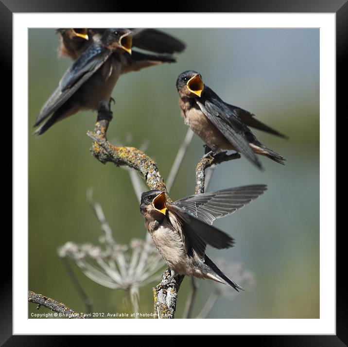 Barn Swallow babies asking for food.... Framed Mounted Print by Bhagwat Tavri
