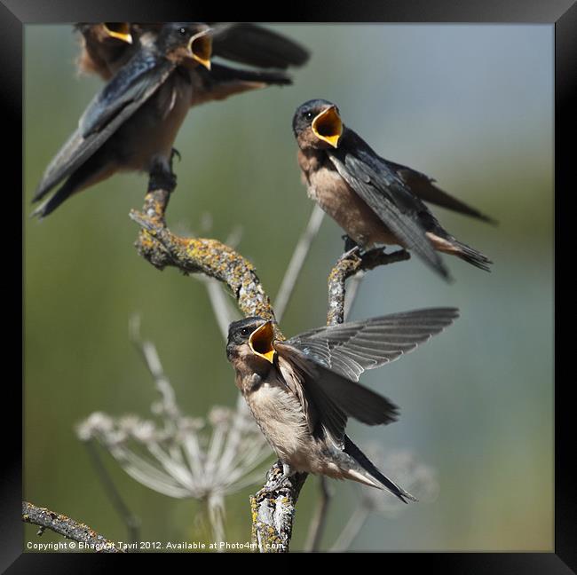 Barn Swallow babies asking for food.... Framed Print by Bhagwat Tavri