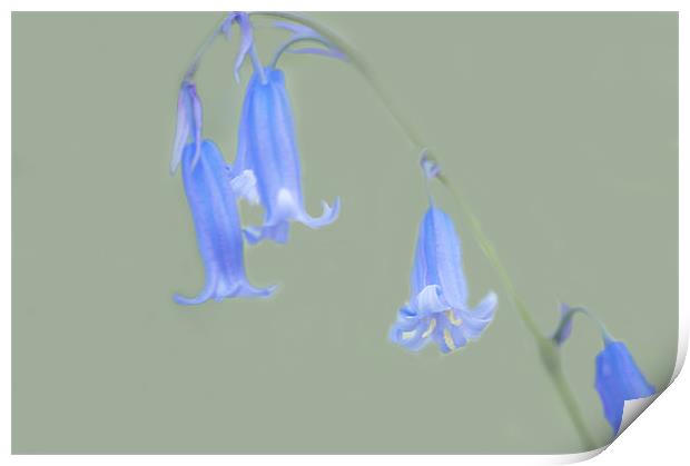 Bluebell Print by Dawn Cox