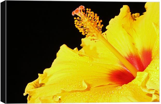 Hibiscus Canvas Print by Carl Floodgate