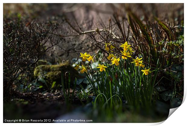 Spring Daffodils Print by Brian Roscorla