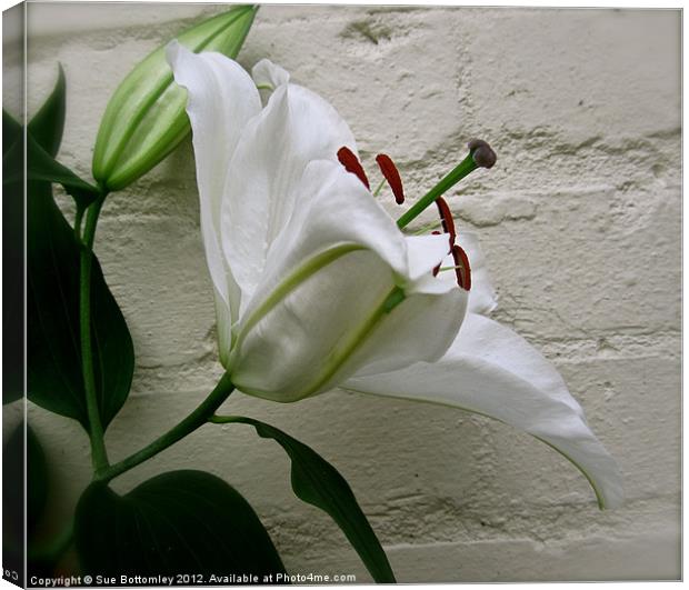 White Lily against white wall Canvas Print by Sue Bottomley
