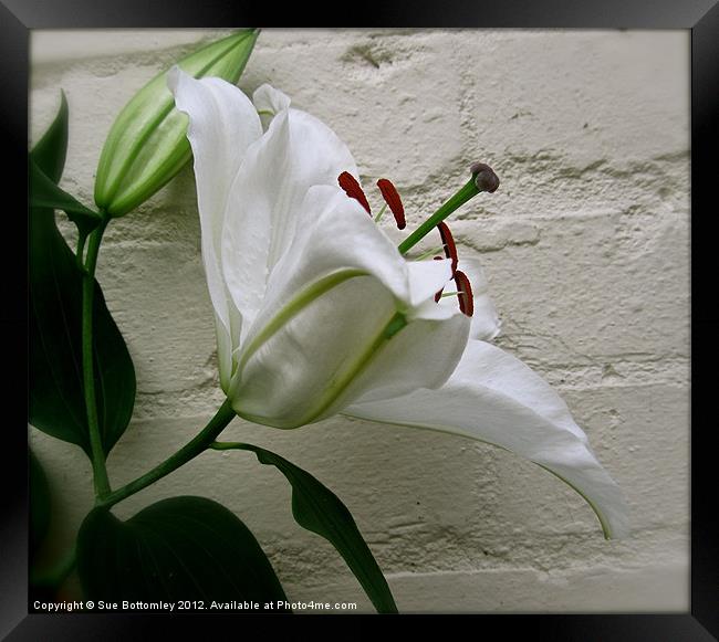 White Lily against white wall Framed Print by Sue Bottomley