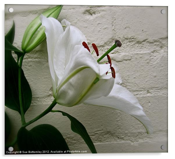 White Lily against white wall Acrylic by Sue Bottomley