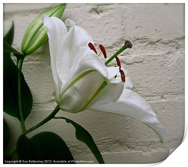 White Lily against white wall Print by Sue Bottomley