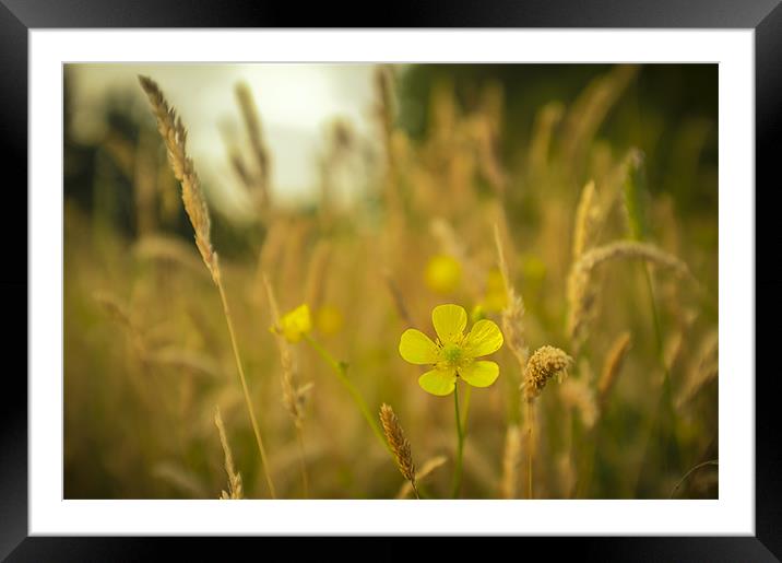Buttercup and grass Framed Mounted Print by paul thomas